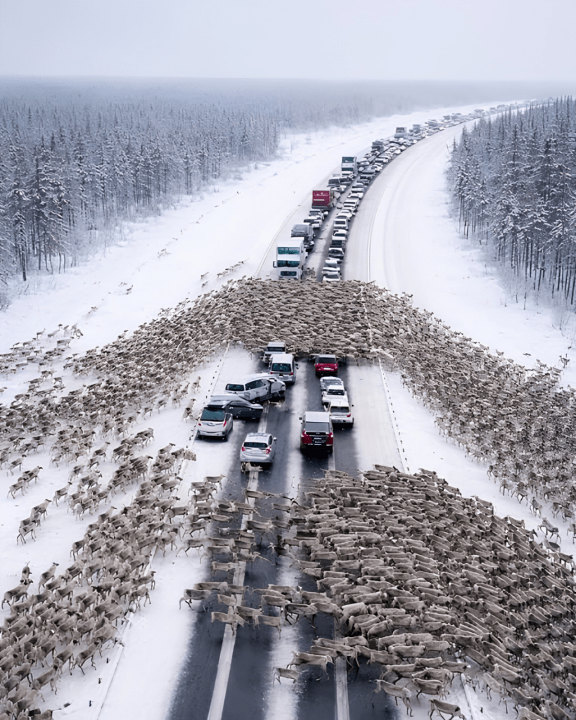 On the highway, drivers became witnesses to a Christmas miracle: thousands of reindeer ran onto the road, instantly creating a massive traffic jam: But when it became clear where the reindeer were running and what they were fleeing from, people were left in complete shock 😲😱
