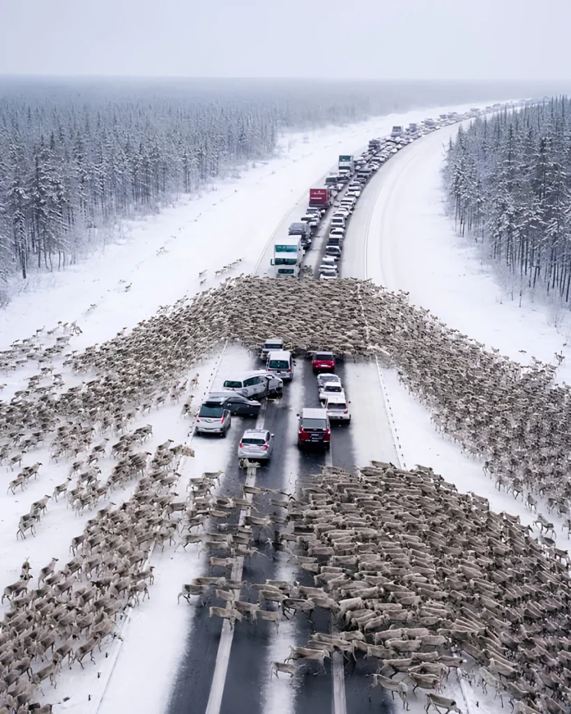 On the highway, drivers became witnesses to a Christmas miracle: thousands of reindeer ran onto the road, instantly creating a massive traffic jam: But when it became clear where the reindeer were running and what they were fleeing from, people were left in complete shock š²š±